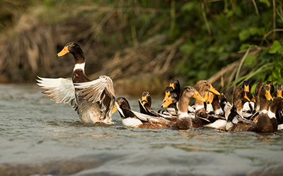 湖南農博會：3天賣100萬余元 臨武鴨風光依然，賣點多多